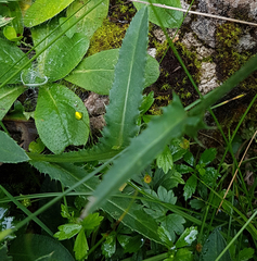 Carduus defloratus