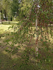 Betula pendula