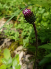 Carduus defloratus