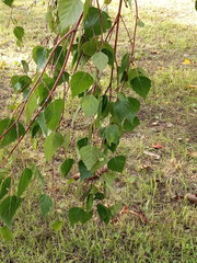 Betula pendula