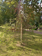 Betula pendula
