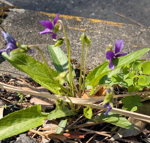 Image of Viola mandshurica by (c) mami_t_t, some rights reserved (CC BY)