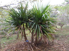 Pandanus sylvestris