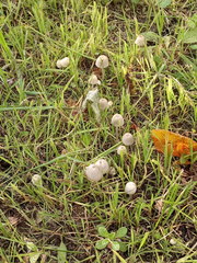 Coprinellus disseminatus