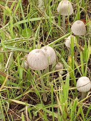Coprinellus disseminatus