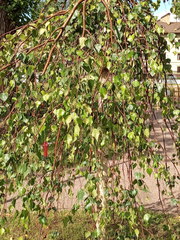 Betula pendula