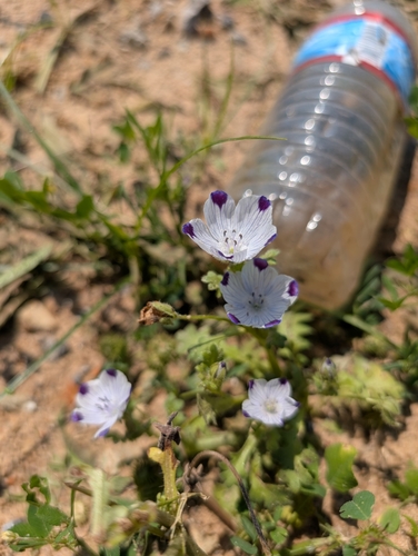 Image of Nemophila maculata by no rights reserved