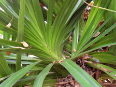 Pandanus sylvestris