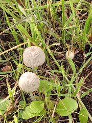 Coprinellus disseminatus
