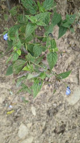 Image of Salvia cuspidata by no rights reserved