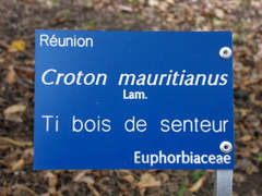 Croton mauritianus