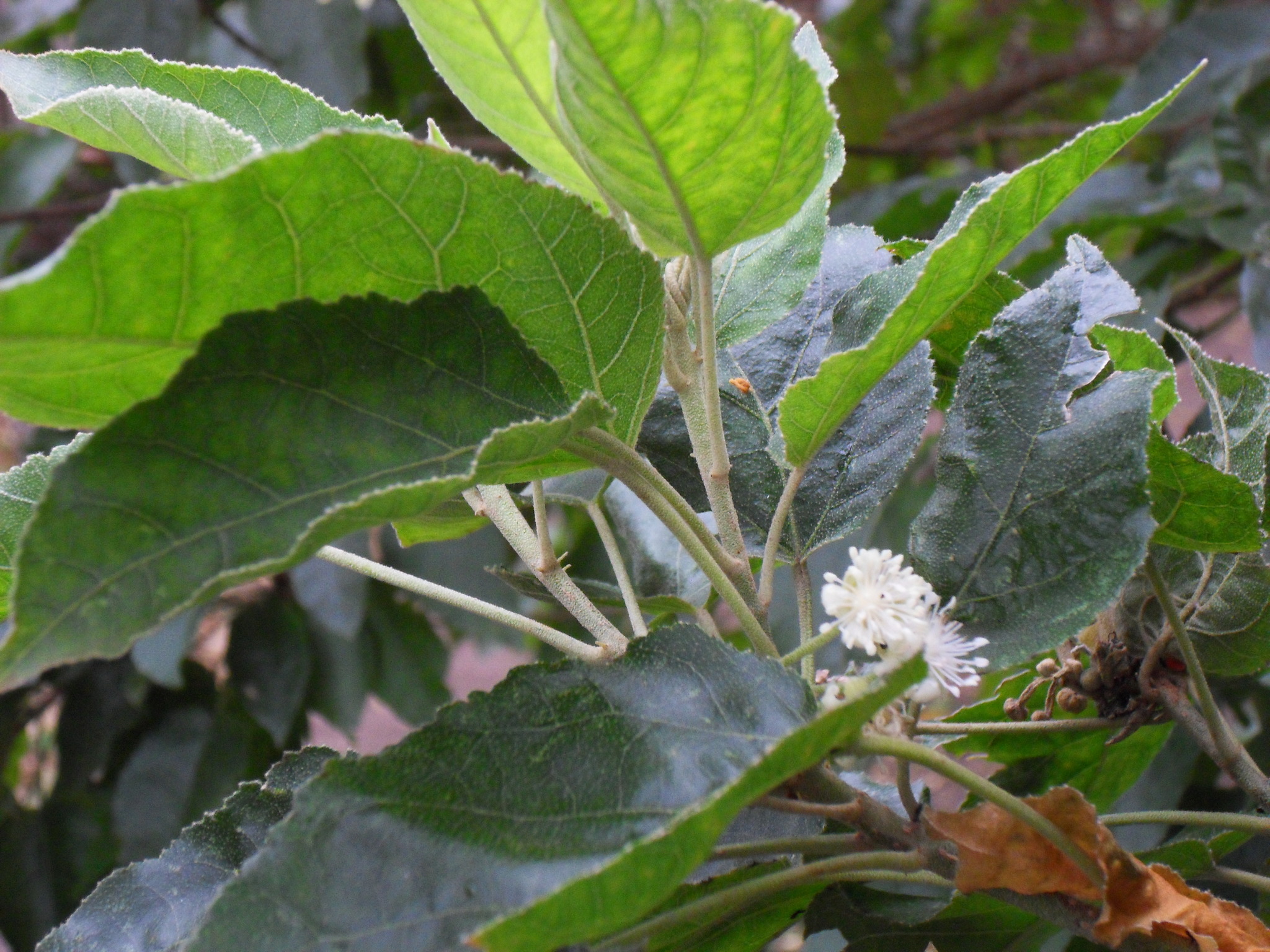 Croton mauritianus