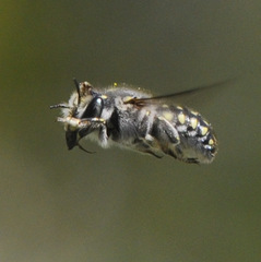 Anthidium maculosum