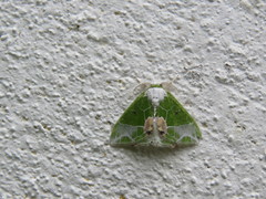 Protuliocnemis partita