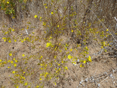 Deinandra fasciculata