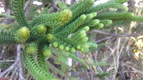 Araucaria columnaris