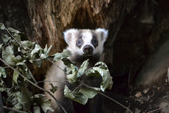 Japanese Badger photo 2
