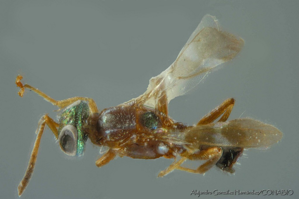 Anastatus mirabilis