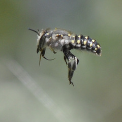 Anthidium maculosum