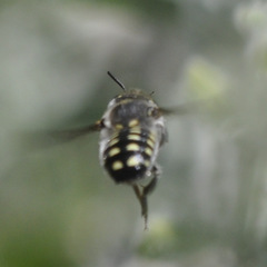 Anthidium maculosum