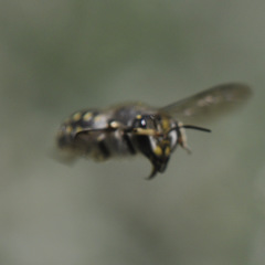 Anthidium maculosum