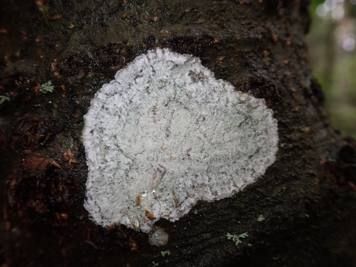 Eglinė spuogė nuotrauka