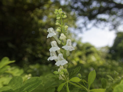 Scutellaria kikai-insularis iNat (1)