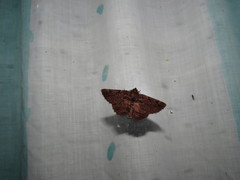 Dasyboarmia delineata