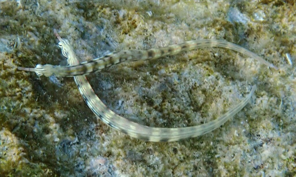 Bloodspot Pipefish