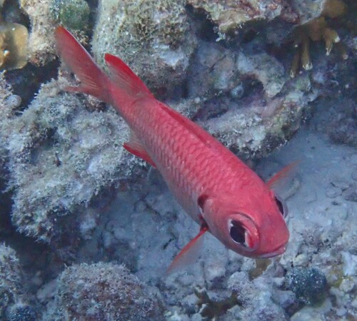 Big Eye Soldierfish
