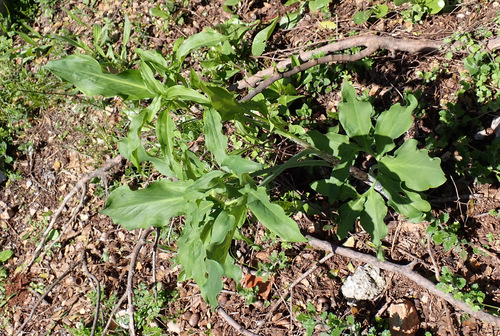 Image of Dracunculus vulgaris by (c) Thomas Gyselinck, some rights reserved (CC BY)