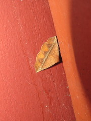 Eublemma crassiuscula