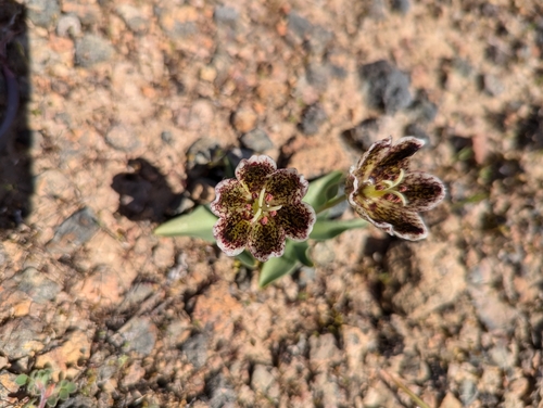 Image of Fritillaria purdyi by (c) velodrome, some rights reserved (CC BY)