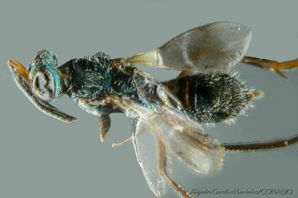 Anastatus punctiventris