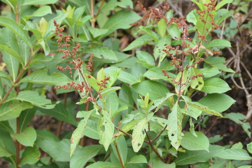 Mountain Wendlandia (Wendlandia thyrsoidea)