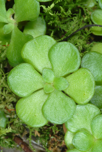 woodland stonecrop