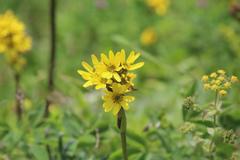 Ligularia hodgsonii