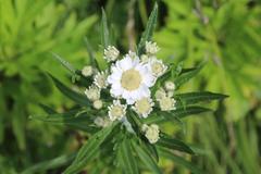 Achillea ptarmica macrocephala