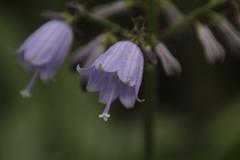 Adenophora triphylla