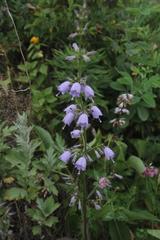 Adenophora triphylla