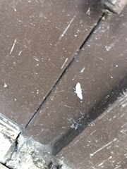 Parapoynx allionealis