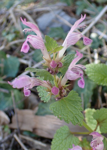 Image of Lamium garganicum by (c) Thomas Gyselinck, some rights reserved (CC BY)