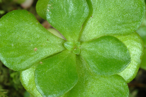 Sedum ternatum