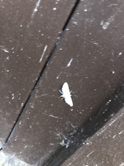 Parapoynx allionealis