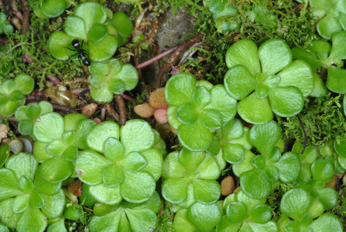 Sedum ternatum