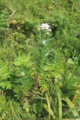 Achillea ptarmica macrocephala