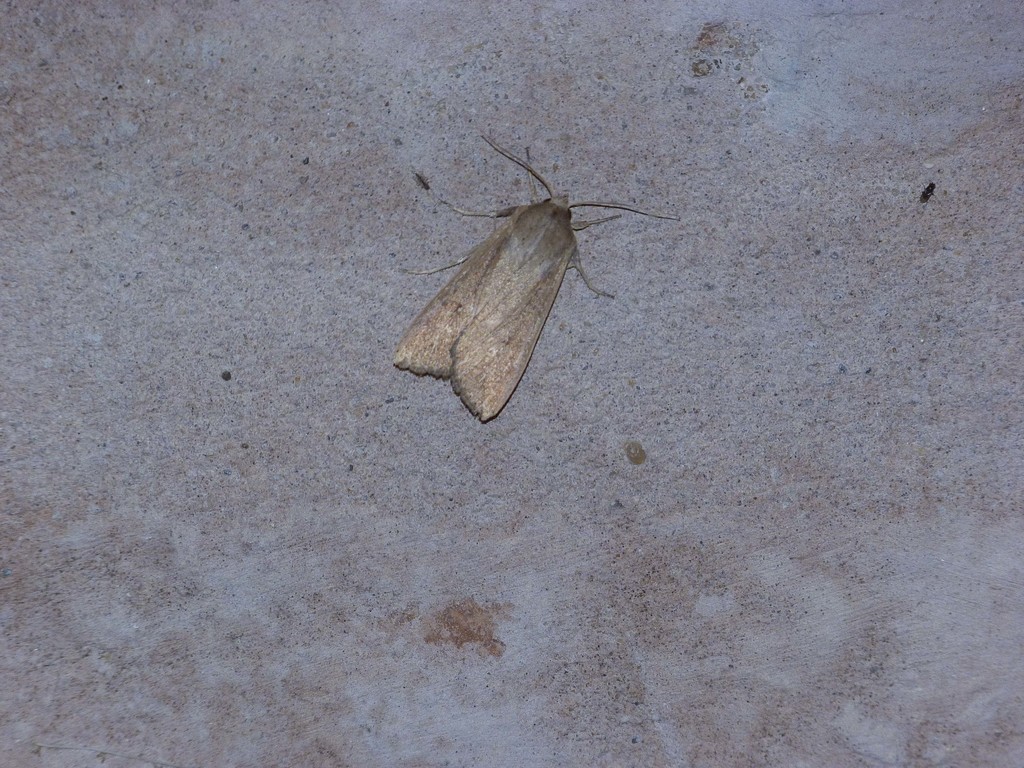 Pseudaletia adultera