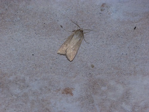 Pseudaletia adultera