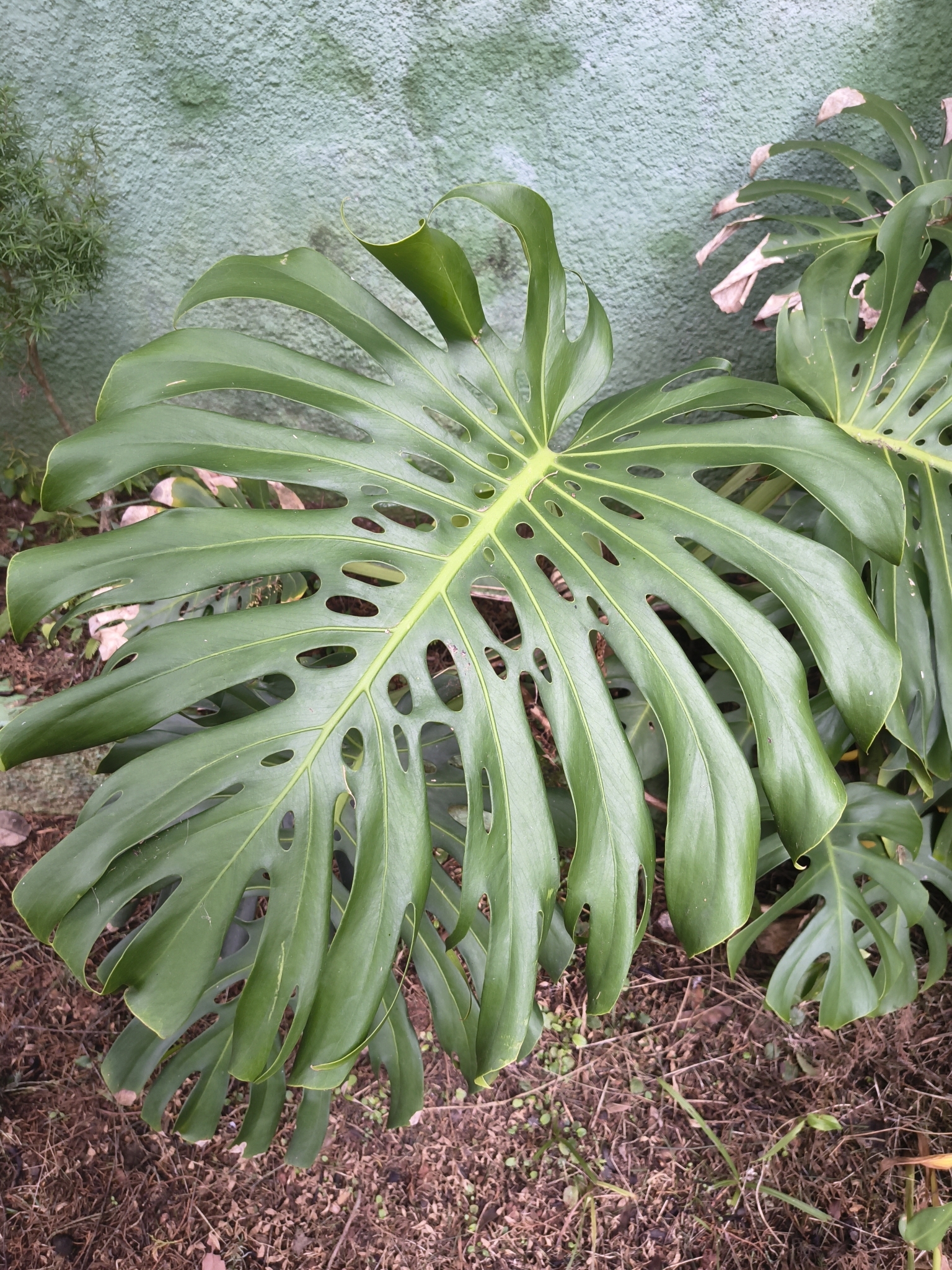 Monstera deliciosa