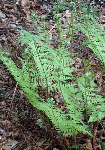 Image of Dryopteris pallida by (c) Thomas Gyselinck, some rights reserved (CC BY)